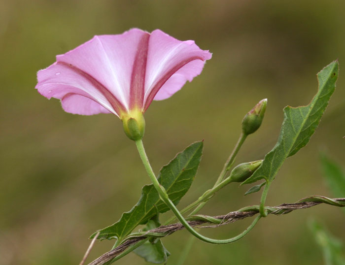 Convolvulus arvensis / Vilucchio comune